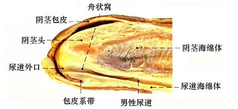 阴茎龟头|人类阴茎